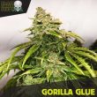 Black Skull Seeds - Gorilla Glue Feminised Cannabis Seeds