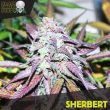 Black Skull Seeds - Sherbert Feminised Cannabis Seeds