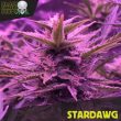 Black Skull Seeds - Stardawg Feminised Cannabis Seeds