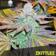 black-skull-seeds-zkittlez-feminised-cannabis-seeds