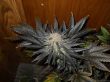 blue-venom-g13-labs-seeds-feminised-cannabis-seeds