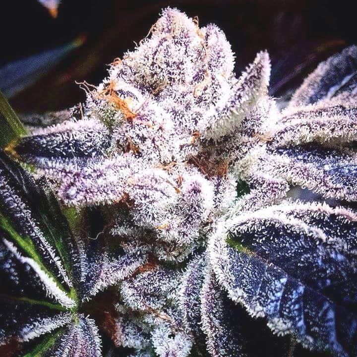 Dwarf Cannabis Seeds
