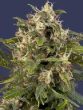 auto-pineapple-express-g13-labs-feminised-autoflowering-cannabis-seeds