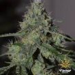 alien-abduction-feminised-cannabis-seeeds