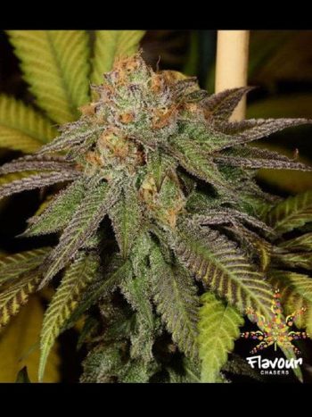 Flavour Chasers - Bruce Banner - Feminised Cannabis Seeds