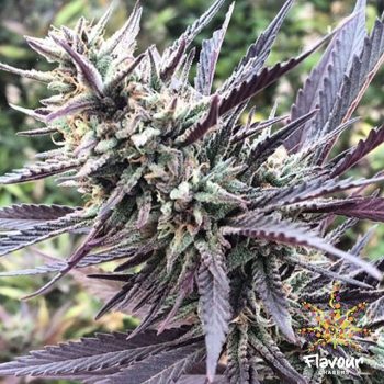 Flavour Chasers - Cherry Pie - Feminised Cannabis Seeds