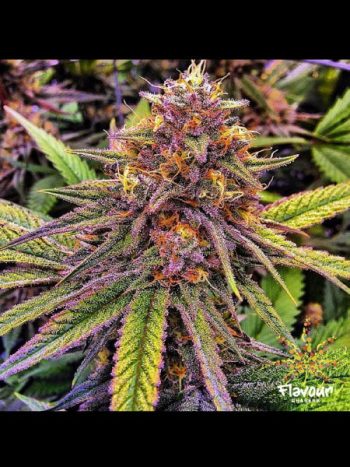 Flavour Chasers - Gelato 41 - Feminised Cannabis Seeds
