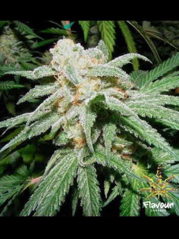 Flavour Chasers - Grapefruit Tangie - Feminised Cannabis Seeds