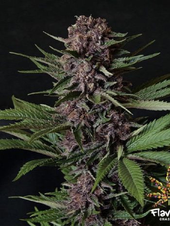 Flavour Chasers - Purple Mazel Tov Feminised Cannabis Seeds