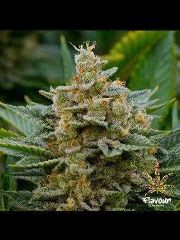 Flavour Chasers - Stardawg Feminised Cannabis Seeds