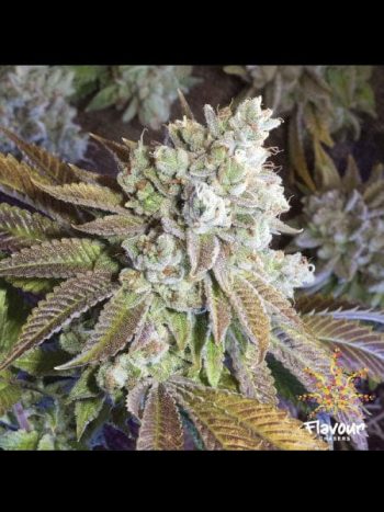 Flavour Chasers - Wedding Cake - Feminised Cannabis Seeds