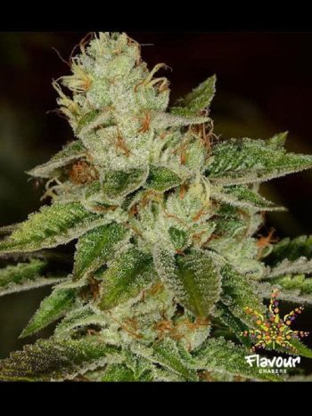 Flavour Chasers - WIFI - Feminised Cannabis Seeds