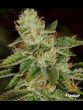 Flavour Chasers - WIFI - Feminised Cannabis Seeds