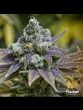 flavour-chasers-zkittlez-feminised-cannabis-seeds
