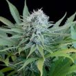 g12-labs-peach-puree-cbd-feminised-cannabis-seeds-2