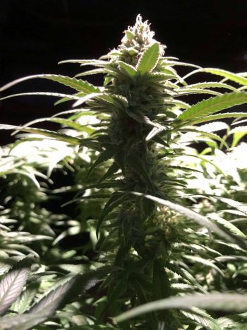 G13 Labs - Peach Puree CBD Feminised Cannabis Seeds