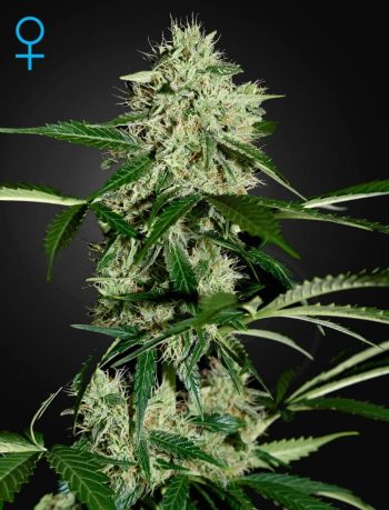 G13 Labs - Auto Northern Lights (NL Automatic) Feminised Autoflowering Cannabis Seeds