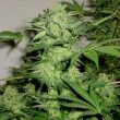g13-labs-auto-northern-lights-nl-auto-feminised-autoflowering-cannabis-seeds-2