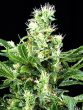 g13-labs-auto-northern-lights-nl-auto-feminised-autoflowering-cannabis-seeds-2