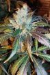 g13-labs-blue-og-feminised-cannabis-seeds