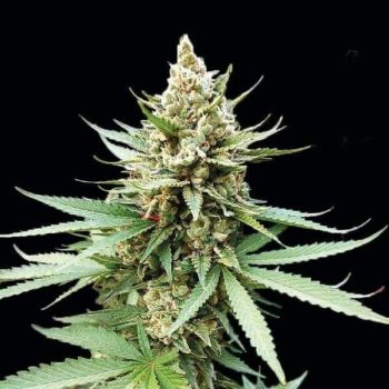 G13 Labs - Blue OG Feminised Cannabis Seeds