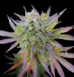 g13-labs-blueberry-gum-feminised-cannabis-seeds