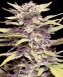 g13-labs-blueberry-gum-feminised-cannabis-seeds
