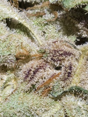 G13 Labs - Blueberry Gum Feminised Cannabis Seeds