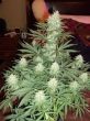 g13-labs-c99-feminised-cannabis-seeds