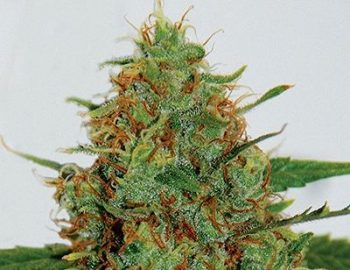 G13 Labs - Cinderella 99 (C99) Feminised Cannabis Seeds