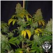 G13 Labs - Chocolate Heaven Feminised Cannabis Seeds