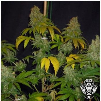 G13 Labs - Chocolate Heaven Feminised Cannabis Seeds