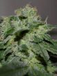 g13-labs-chocolate-heaven-feminised-cannabis-seeds-2