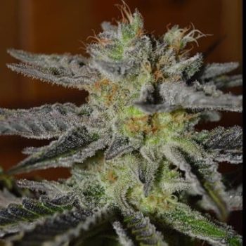 G13 Labs - Double Black Feminised Cannabis Seeds