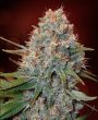 g13-labs-double-black-feminised-cannabis-seeds-2