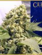 G13 Labs - Northern Light x Skunk Feminised Cannabis Seeds