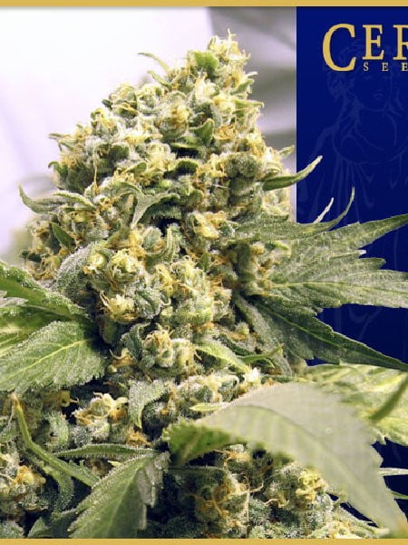G13 Labs – Northern Light x Skunk Feminised Cannabis Seeds 