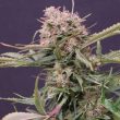 G13 Labs - Gigabud Feminised Cannabis Seeds