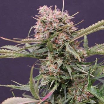 G13 Labs - Gigabud Feminised Cannabis Seeds