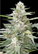 g13-labs-lemon-amber-kush-feminised-cannabis-seeds-2