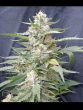 g13-labs-lemon-amber-kush-feminised-cannabis-seeds-2