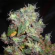 g13-labs-midnight-kush-feminised-cannabis-seeds-2