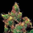 g13-labs-midnight-kush-feminised-cannabis-seeds-2