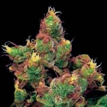 G13 Labs - Midnight Kush Feminised Cannabis Seeds