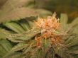g13-labs-midnight-kush-feminised-cannabis-seeds-2