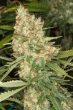 G13 Labs - Mozzarella Feminised Cannabis Seeds