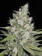 g13-labs-mozzarella-feminised-cannabis-seeds-2