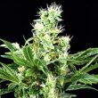 g13-labs-feminised-northern-lights-x-skunk-seeds-cannabis-seeds-3