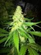 g13-labs-feminised-northern-lights-x-skunk-seeds-cannabis-seeds-3