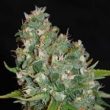 g13-labs-og13-feminised-cannabis-seeds-3